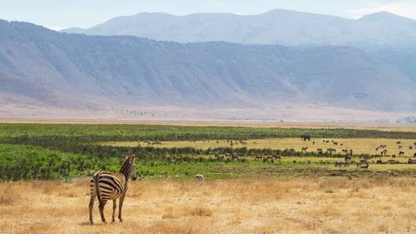 ngorongoro
